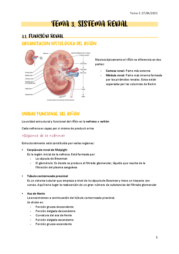 Miniatura del documento Apuntes-sistema-renal.pdf