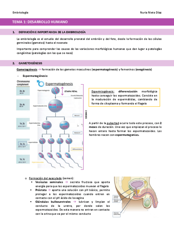 Miniatura del documento TEMA-1-Desarrollo-humano.pdf