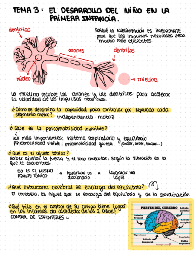 Miniatura del documento tema-3-PSICOLOGIA-DEL-DESARROLLO.pdf