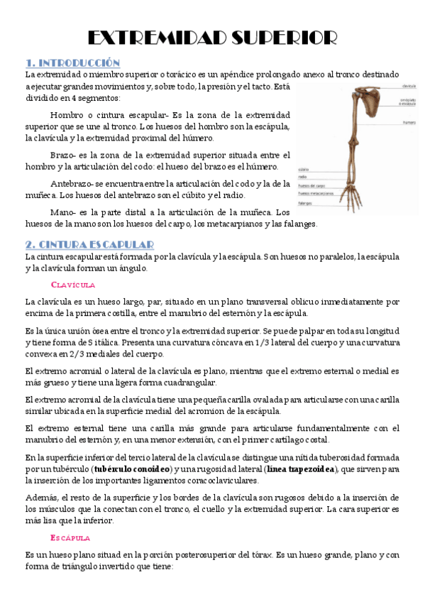 Miniatura del documento Extremidad-Superior.pdf