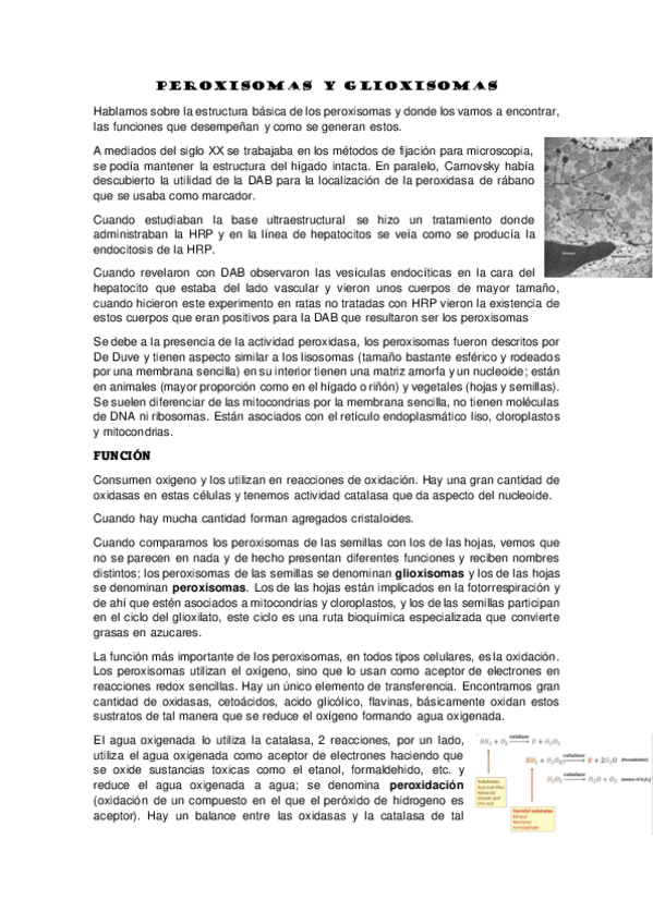Miniatura del documento PEROXISOMAS-Y-GLIOXISOMAS-11.pdf
