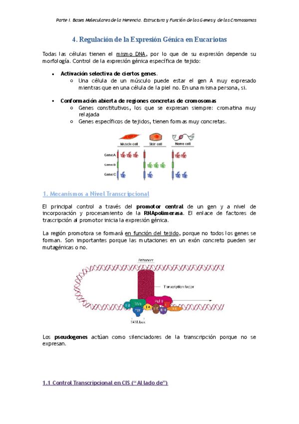Miniatura del documento Tema 4.pdf