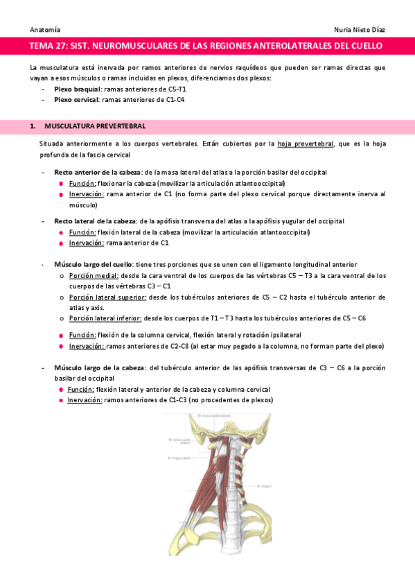 Miniatura del documento TEMA-27-Sistemas-neuromusculares-de-las-regiones-anterolaterales-del-cuello.pdf