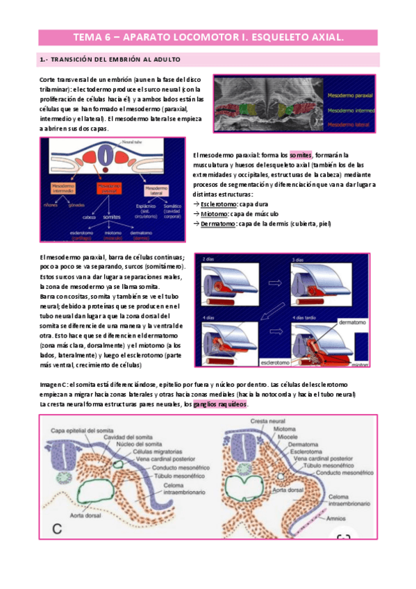 Miniatura del documento Anatomia-humana-Huesos-y-articulaciones.pdf