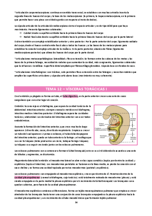 Miniatura del documento Anatomia-humana-Visceras-y-cavidades.pdf