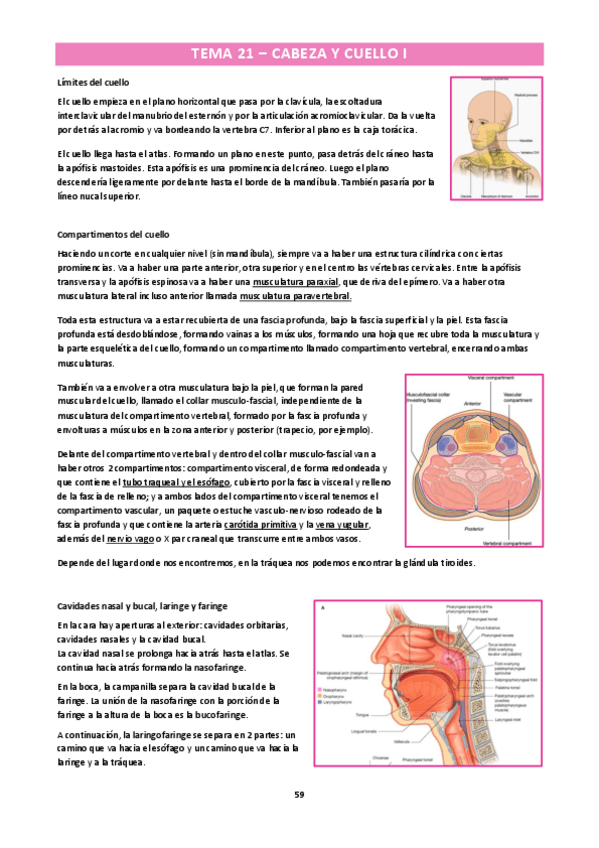 Miniatura del documento Anatomia-humana-Cabeza-cuello-y-nervioso.pdf