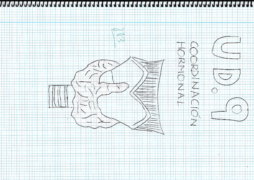 Miniatura del documento UD-9-Coordinacion-hormonalrotated.pdf