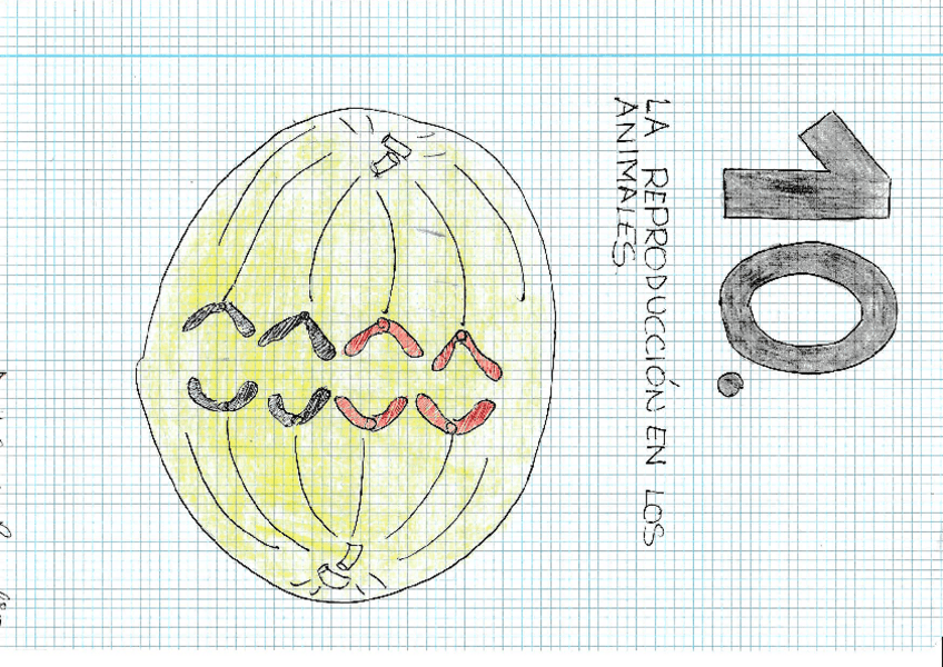 Miniatura del documento UD-10-La-reproduccion-en-los-animalesrotated.pdf