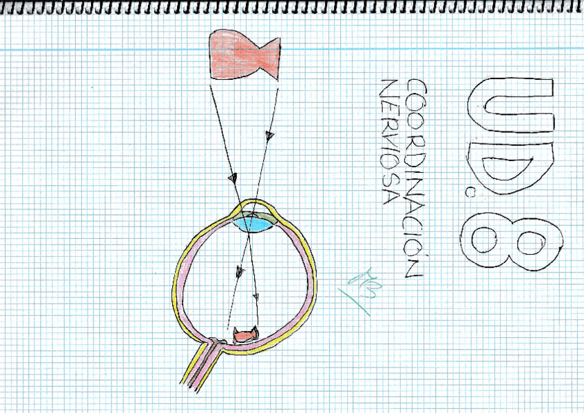 Miniatura del documento UD-8-Coordinacion-nerviosarotated.pdf