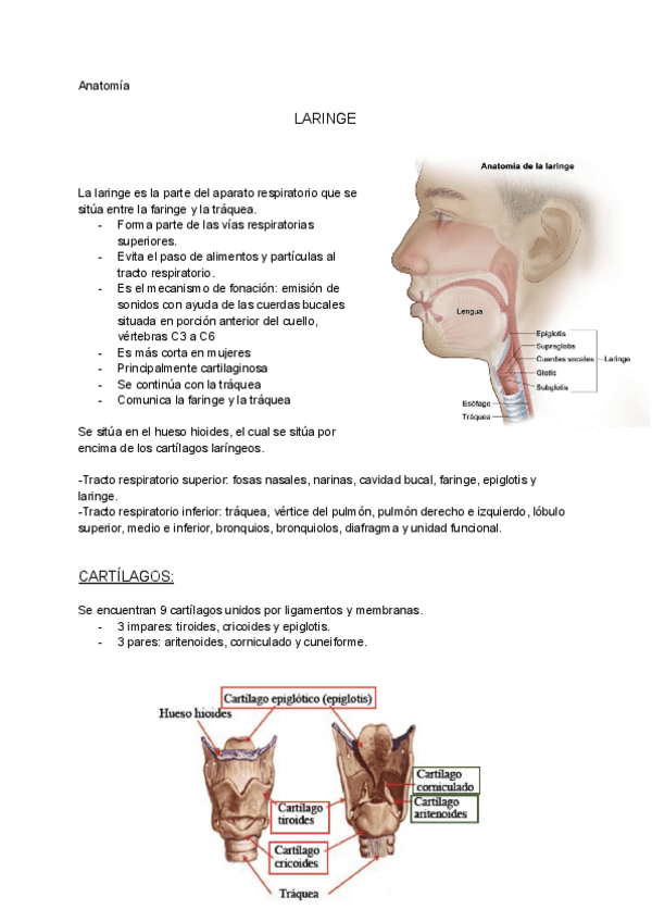 Miniatura del documento Laringe.pdf