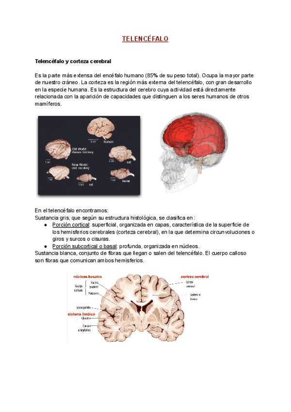Miniatura del documento telencefalo.pdf
