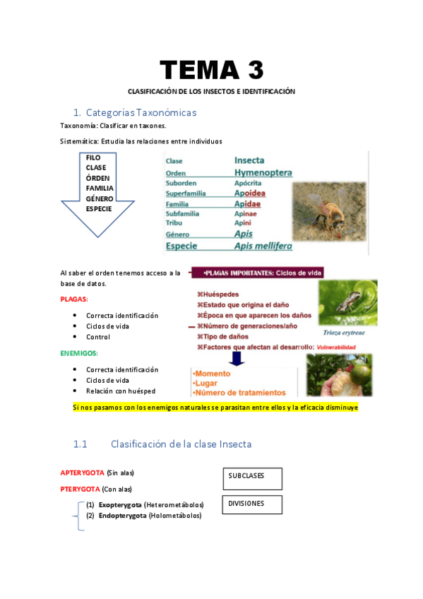 Miniatura del documento Tema-3-Clasificacion-de-los-insectos-e-identificacion.pdf