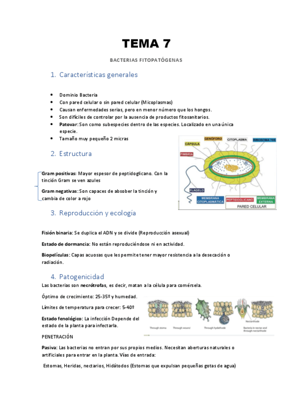 Miniatura del documento TEMA-7-Bacterias-fitopatogenas.pdf