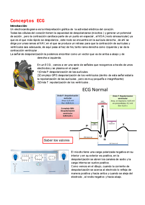 Miniatura del documento Conceptos-basicos-ECG.pdf