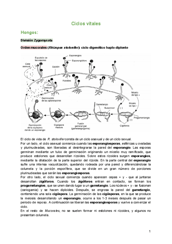 Miniatura del documento Ciclos-vitales.pdf
