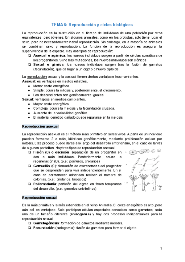 Miniatura del documento TEMA-6-Reproduccion-y-ciclos-biologicos.pdf