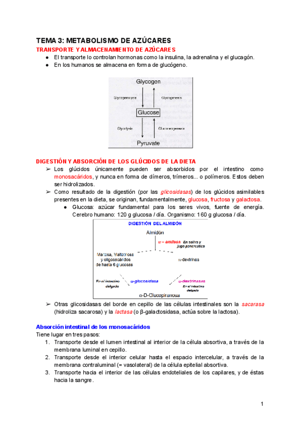 Miniatura del documento TEMA-3-METABOLISMO-DE-AZUCARES.pdf