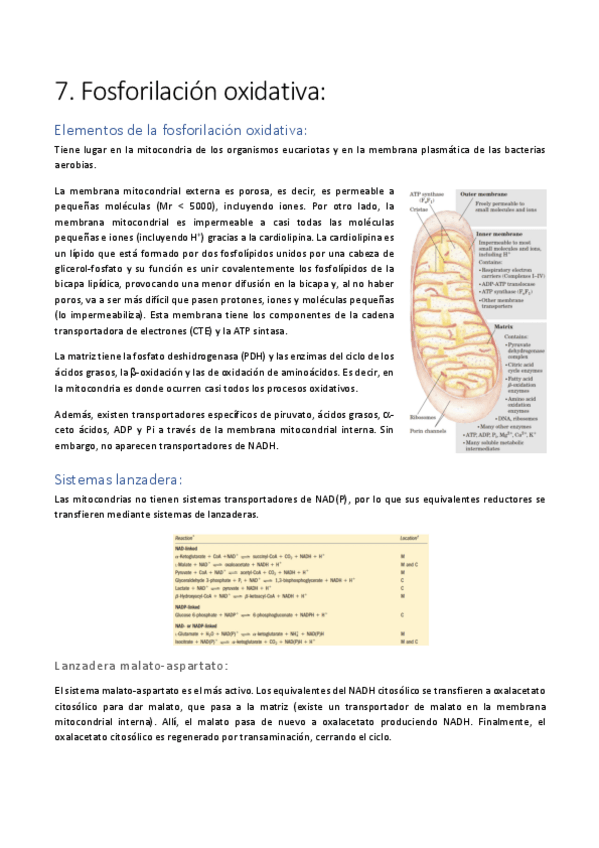 Miniatura del documento Tema-7.pdf