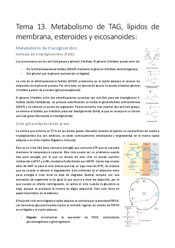 Miniatura del documento Tema-13.pdf