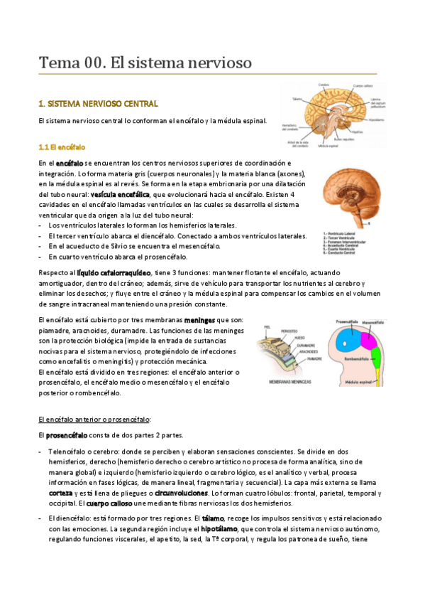 Miniatura del documento Temario-completo-sistema-nervioso.pdf