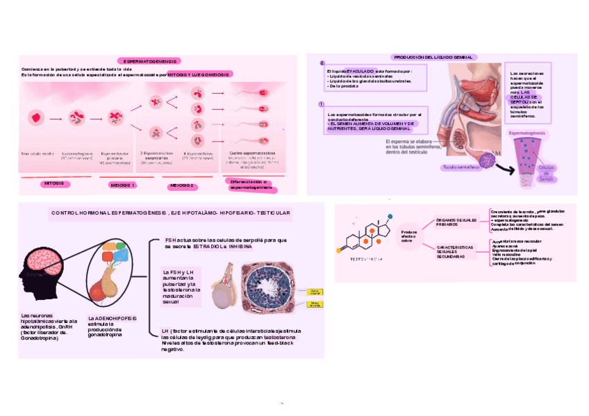 Miniatura del documento Tema-16-Fisiologia-Reproductora.pdf