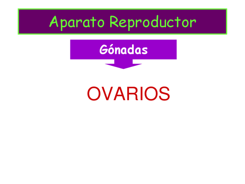 Miniatura del documento Reproductor-Femenino.pdf