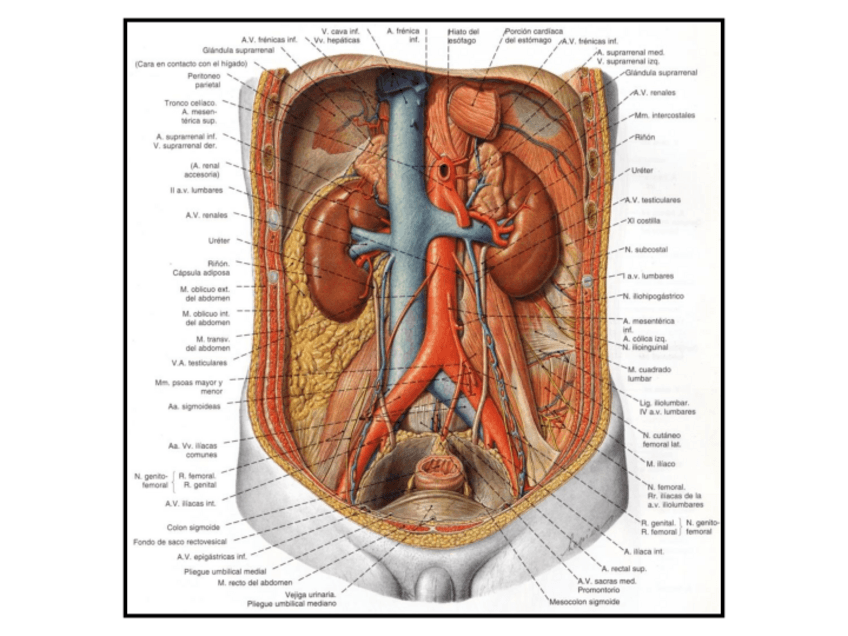 Miniatura del documento Renal.pdf