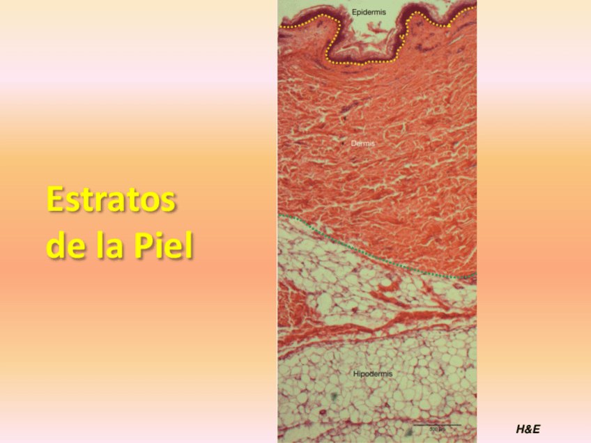 Miniatura del documento Piel.pdf