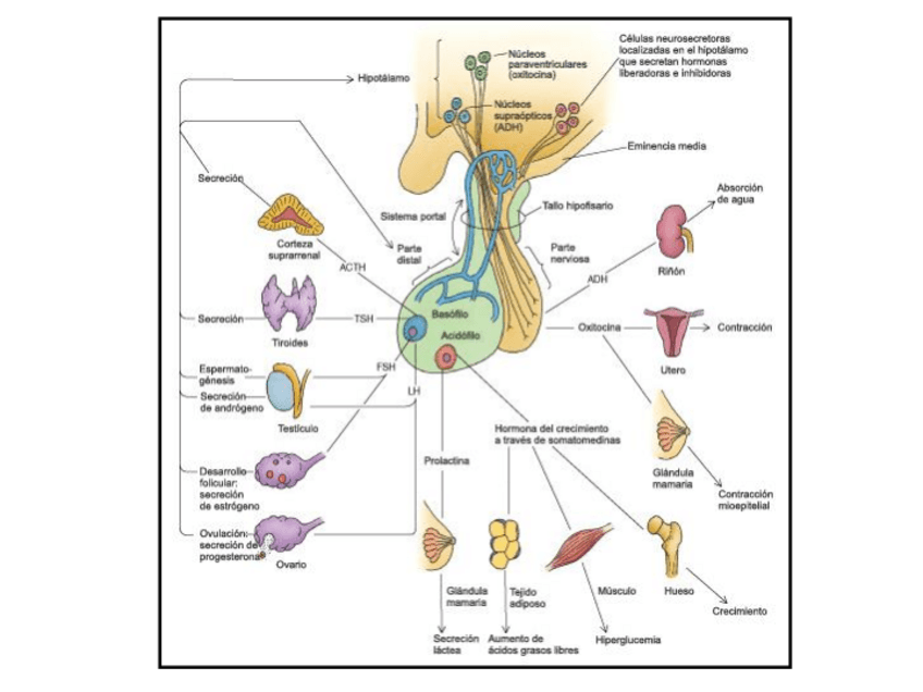 Miniatura del documento Endocrino-II.pdf
