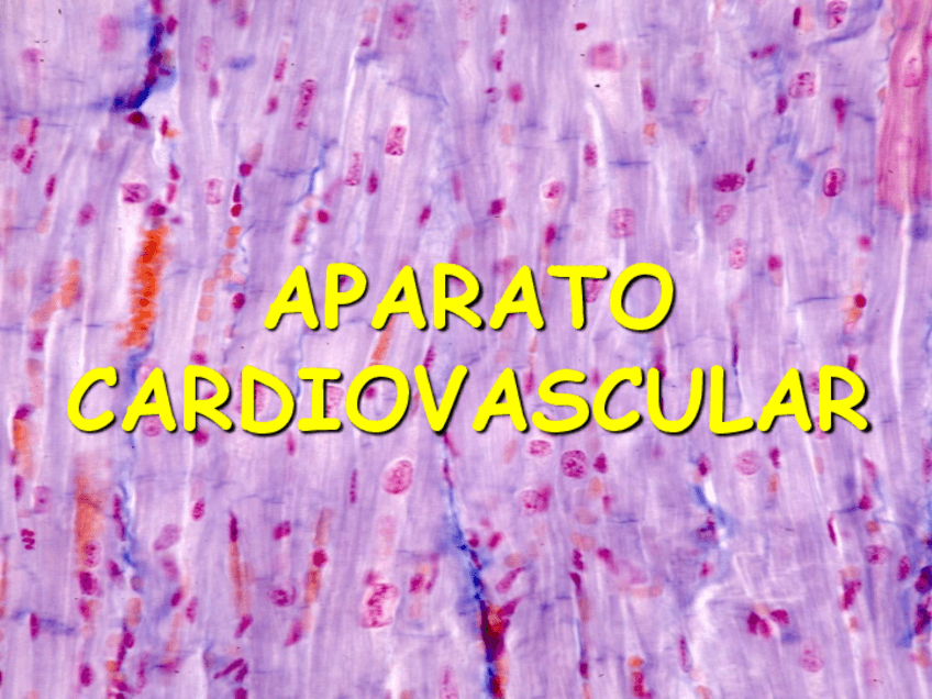 Miniatura del documento Cardiovascular.pdf