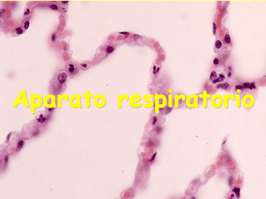 Miniatura del documento Respiratorio.pdf