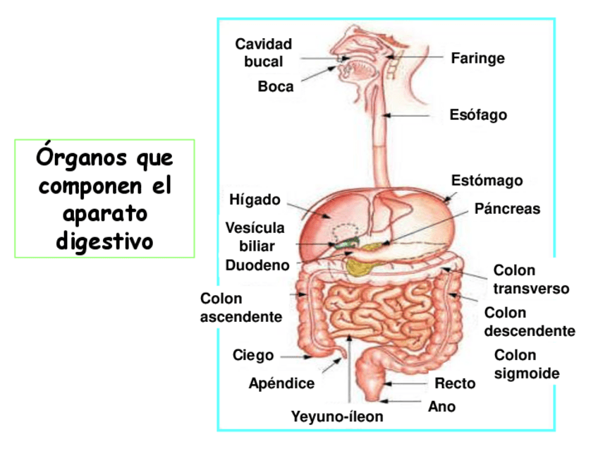 Miniatura del documento Sistema-Digestivo-I.pdf