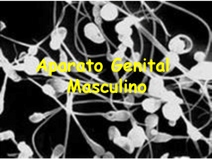 Miniatura del documento Reproductor-Masculino.pdf