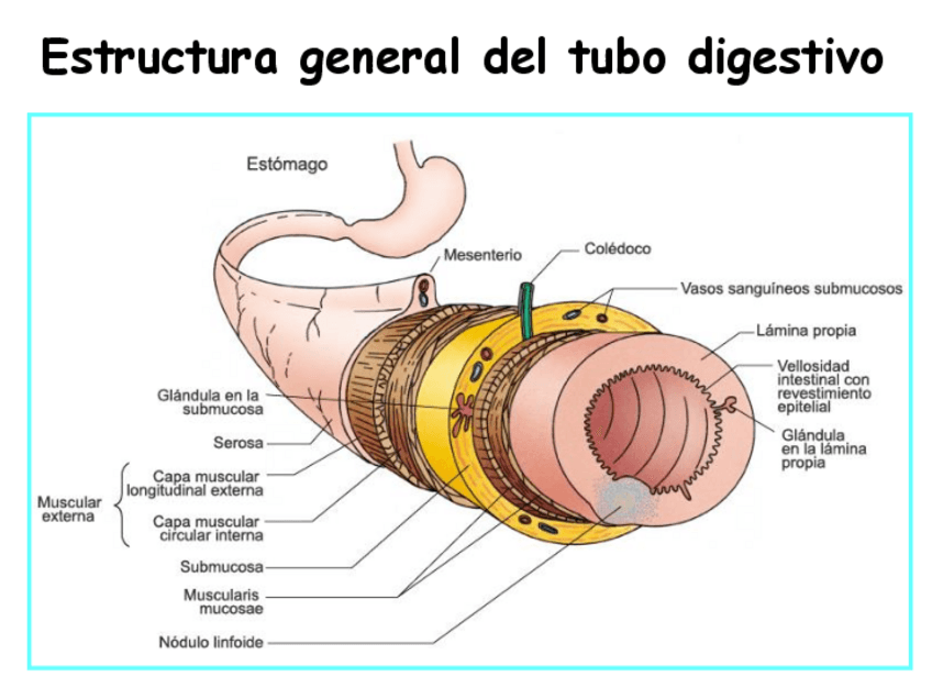 Miniatura del documento Sistema-Digestivo-II.pdf