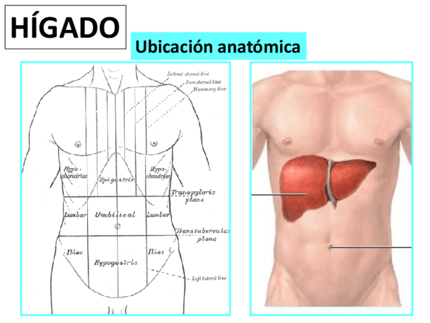 Miniatura del documento Sistema-digestivo-III.pdf
