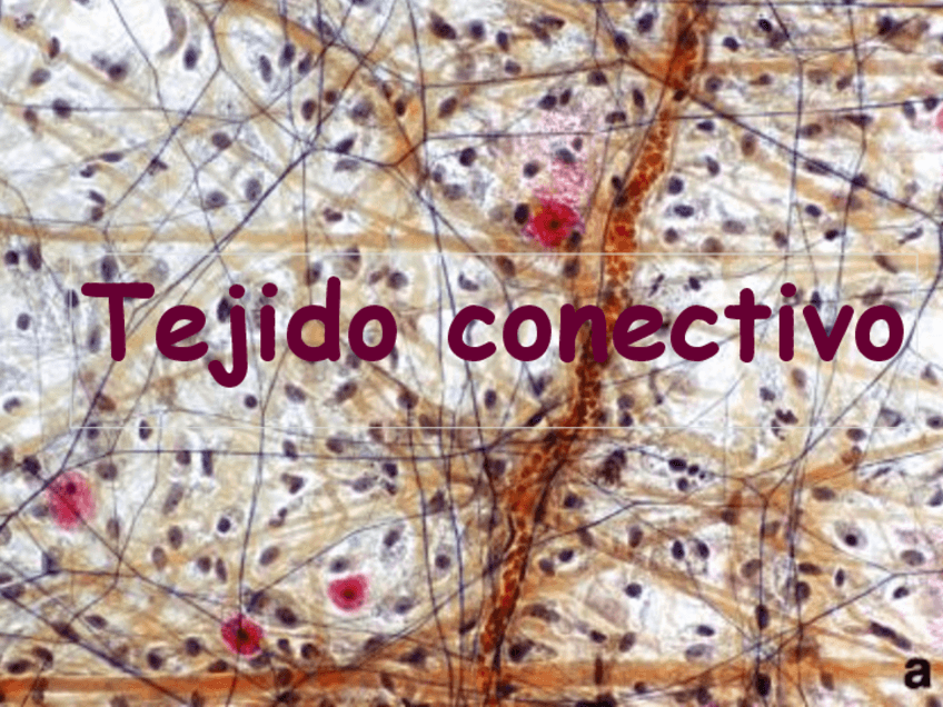 Miniatura del documento Tejido-Conectivo.pdf