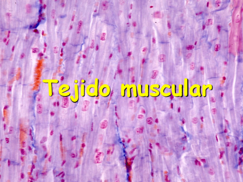 Miniatura del documento Tejido-Muscular.pdf