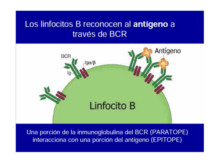 Miniatura del documento Inm-LB.pdf