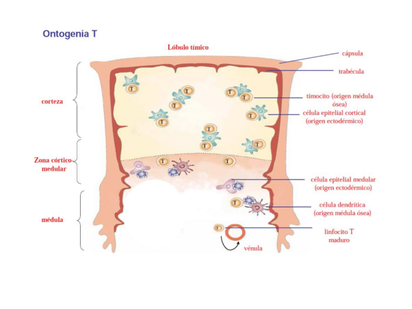 Miniatura del documento ontogenia-activ-y-perfiles-en-la-resp-T.pdf