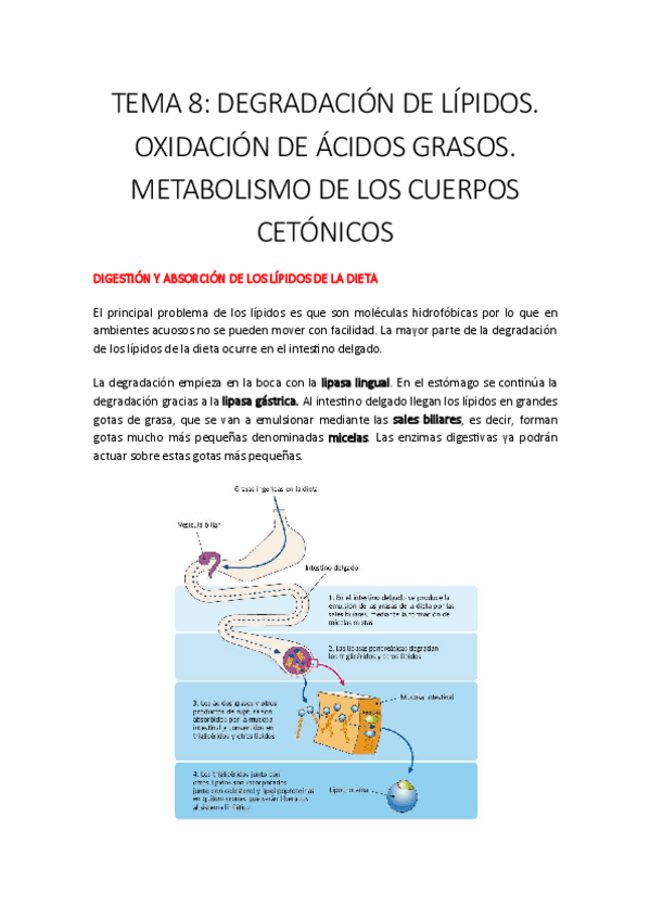 Miniatura del documento TEMA-8.pdf