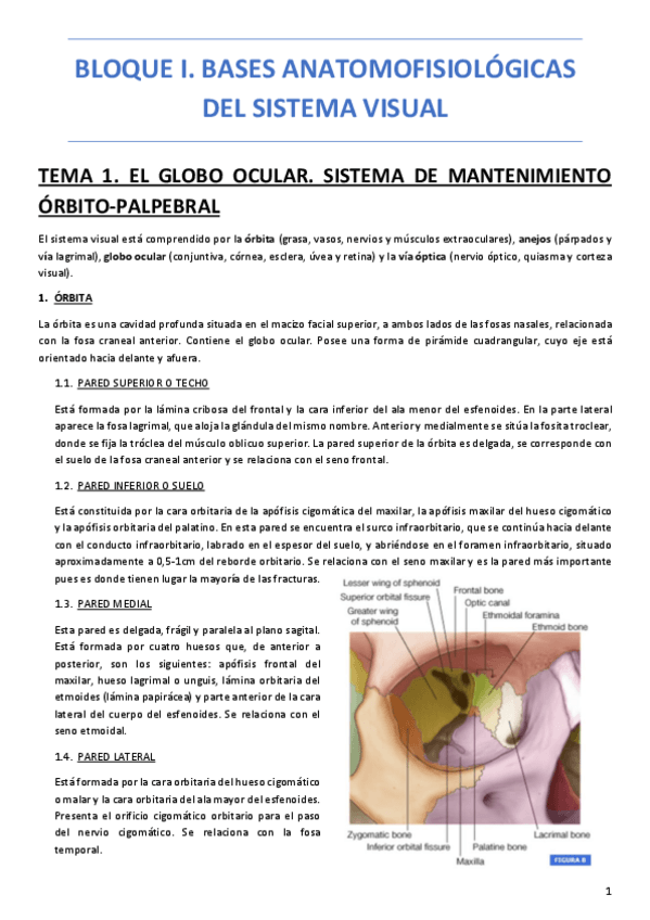 Miniatura del documento BLOQUE-I-BASES-ANATOMOFISIOLOGICAS-DEL-SISTEMA-VISUAL.pdf