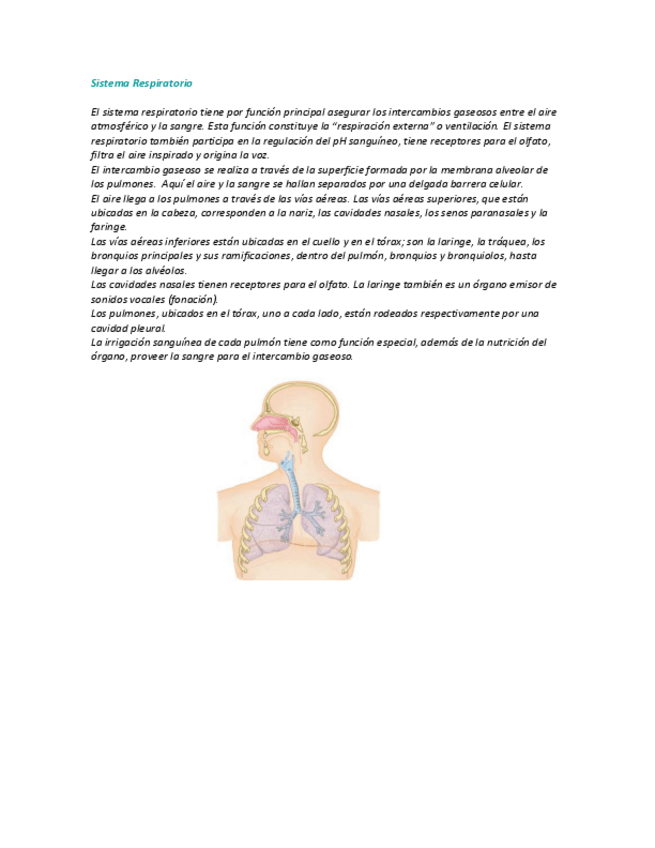 Miniatura del documento Sistema-Respiratorio.pdf