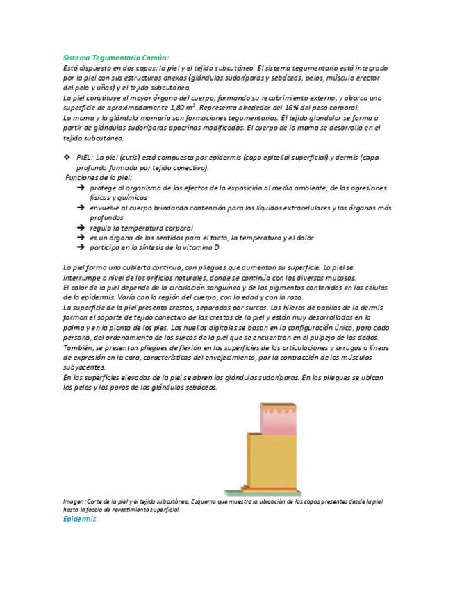 Miniatura del documento Sistema-Tegumentario-Comun.pdf