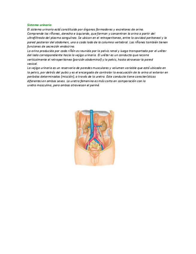 Miniatura del documento Sistema-Urinario.pdf