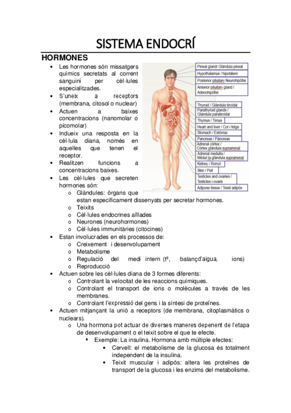 Miniatura del documento Fisiologia-Endocri.pdf
