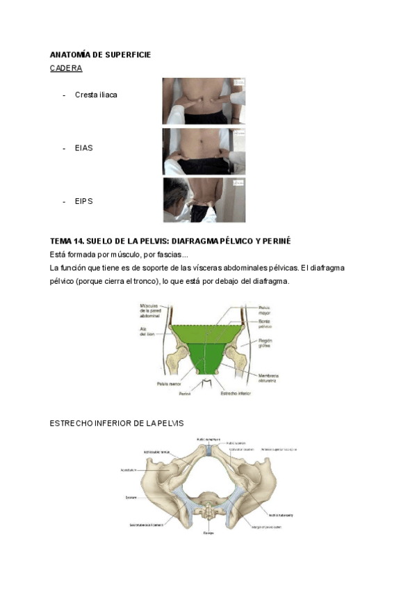 Miniatura del documento TEMA-14-SUELO-PELVICO.pdf