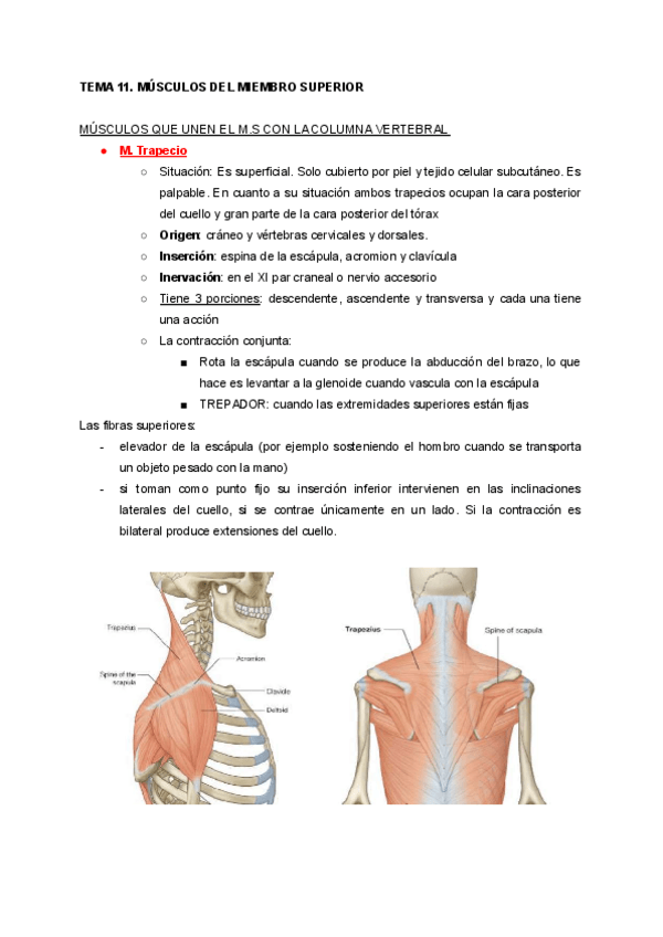 Miniatura del documento TEMA-11-MUSCULOS-DEL-MIEMBRO-SUPERIOR.pdf