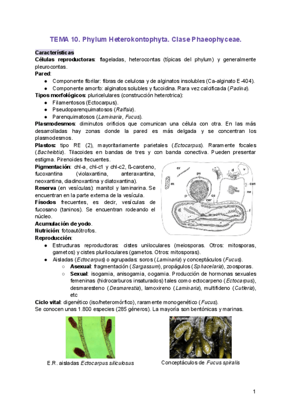 Miniatura del documento TEMA-10.pdf