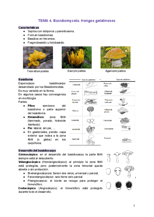 Miniatura del documento TEMA-4.pdf