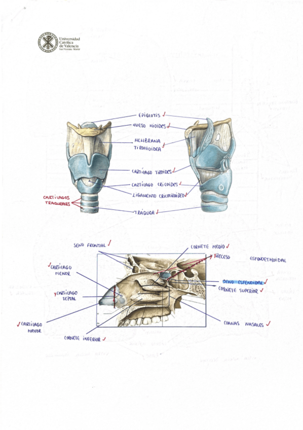 Miniatura del documento Practicas-Anatomia-.pdf